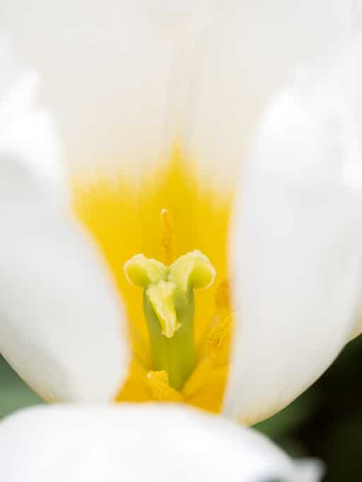 White color flower