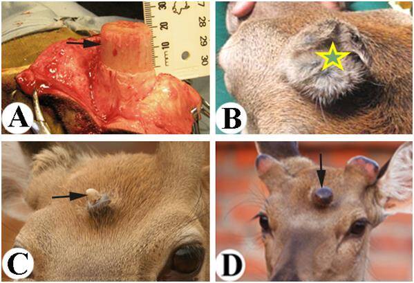 Antler wound in forehead