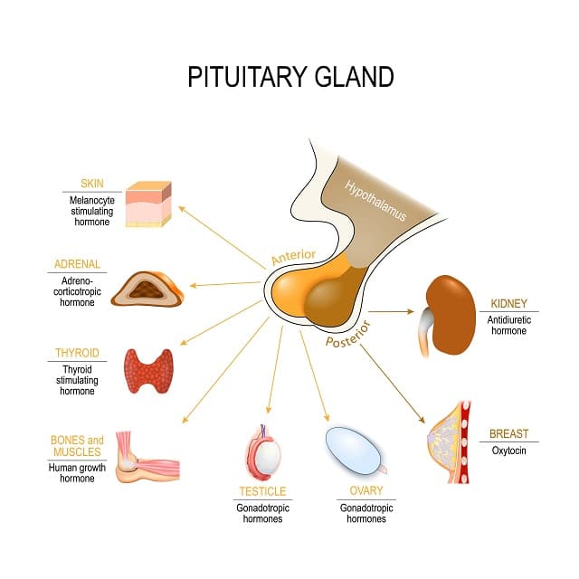 Pituitary Gland diagram